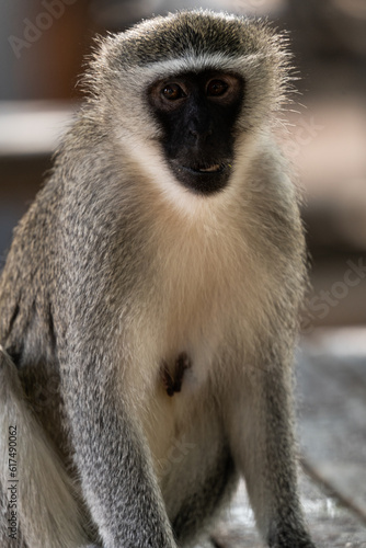 south african monkey macaque