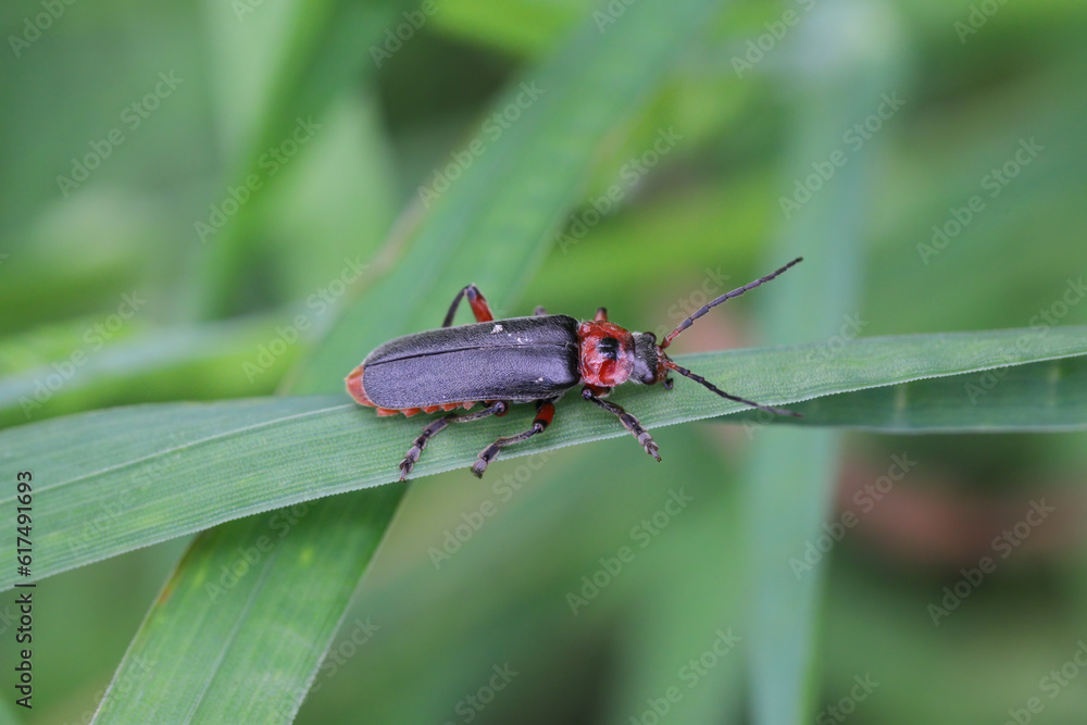 Soldier Beetle (Cantharis fusca). A common insect in the open environment. A useful predator