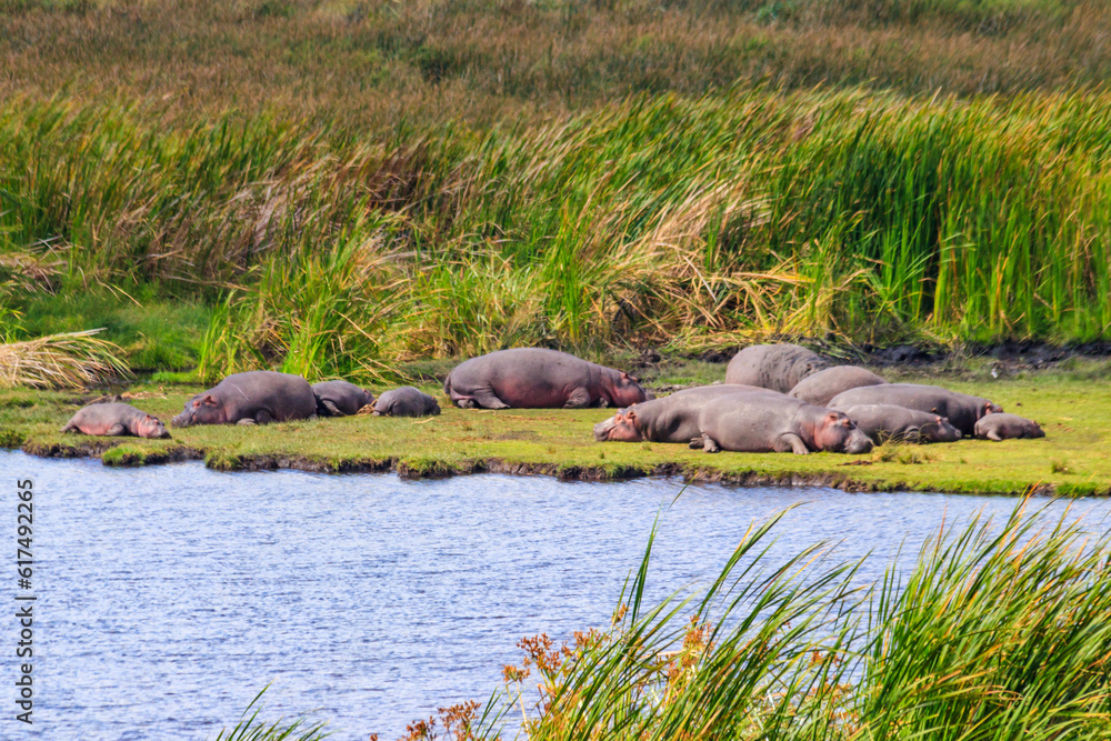 Group of hippos (Hippopotamus amphibius) laying on a lakeshore in Ngorongoro Crater national park, Tanzania Group of hippos (Hippopotamus amphibius) laying on a lakeshore in Ngorongoro Crater national park, Tanzania