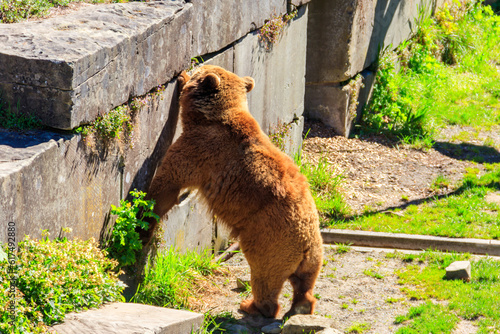 Bear in Bear Pit in Bern, Switzerland. Bear is a symbol of Bern city photo