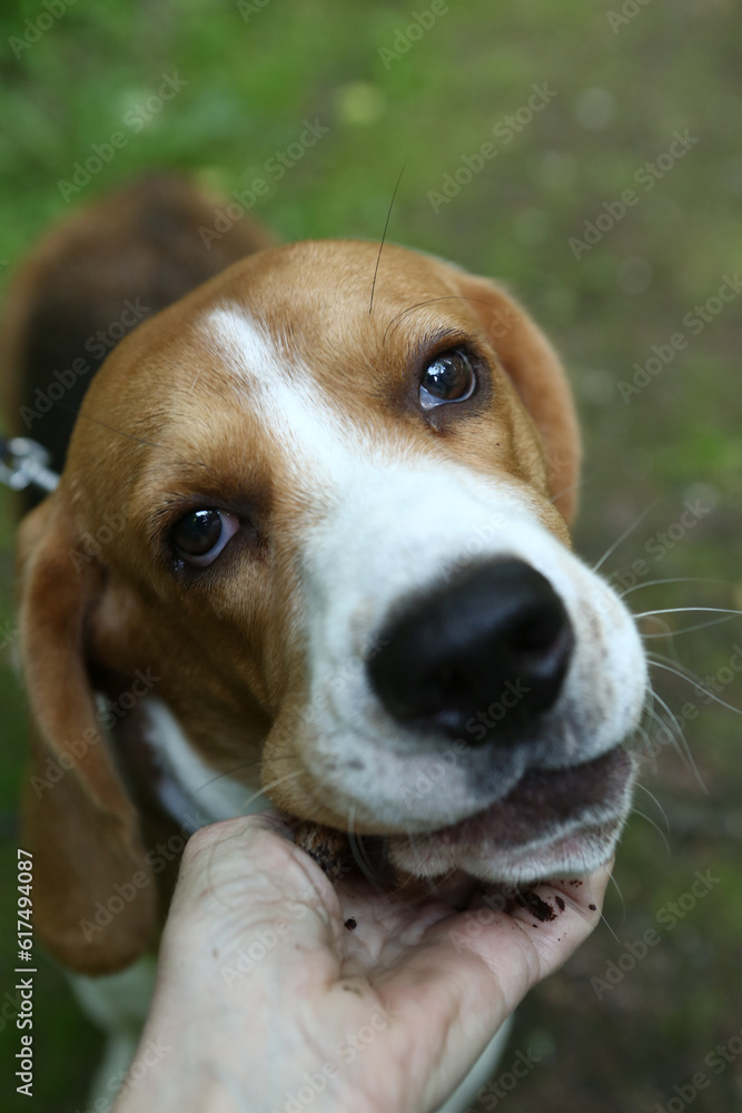 beagle dog closeup portrait with stick on green grass background