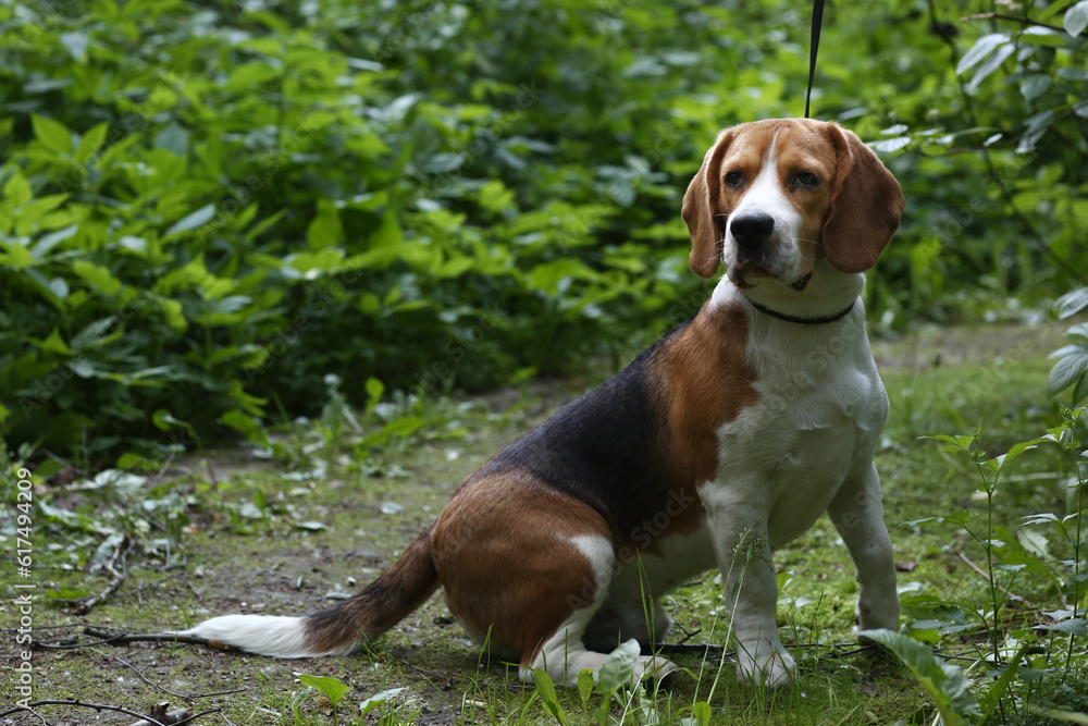 beagle dog closeup portrait with on green grass background