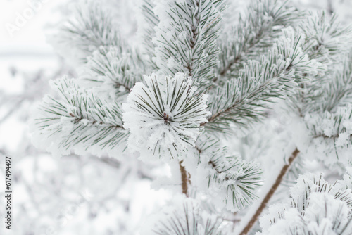 Spruce branches in the snow against the background of a snow-covered forest
