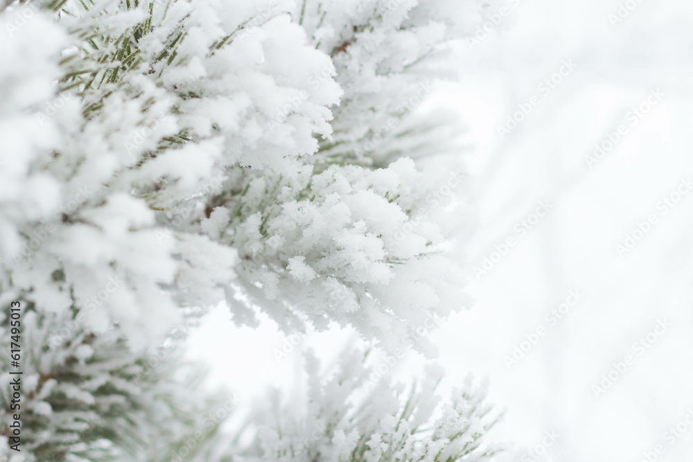 Spruce branches in the snow against the background of a snow-covered forest.