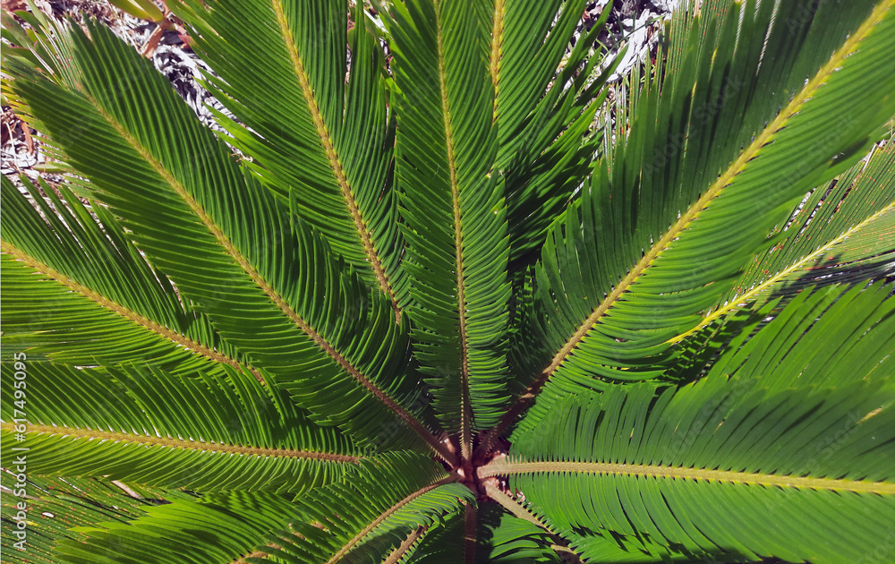 close up view of the stems of a vivid palm tree close up view of the stems of a vivid palm tree