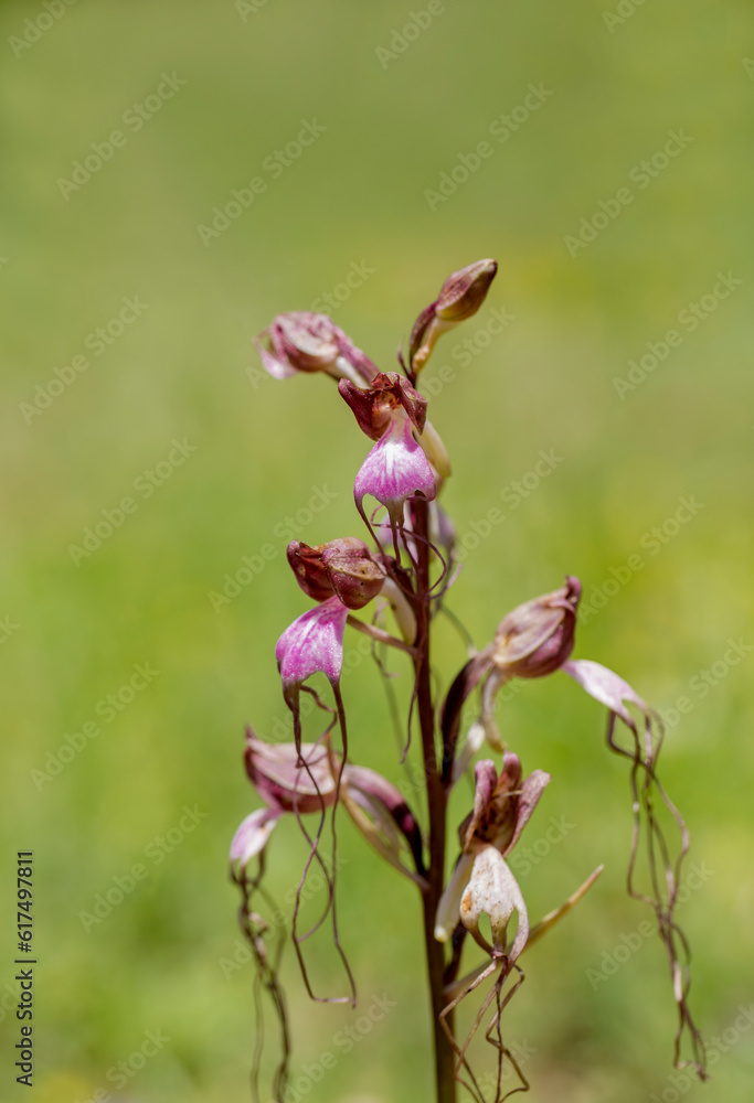 A lizard orchid species Himantoglossum jankae, Sipil mountain, Manisa, Turkey. A lizard orchid species Himantoglossum jankae, Sipil mountain, Manisa, Turkey.