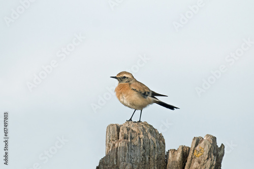 Rare visitor to UK, juvenile Desert Wheatear at Norman's Bay in East Sussex during December 2016