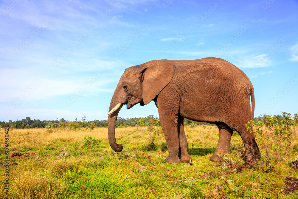 Young rescued elephant in Knysna Elephant Park, South Africa
