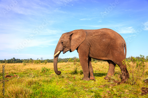 Young rescued elephant in Knysna Elephant Park  South Africa