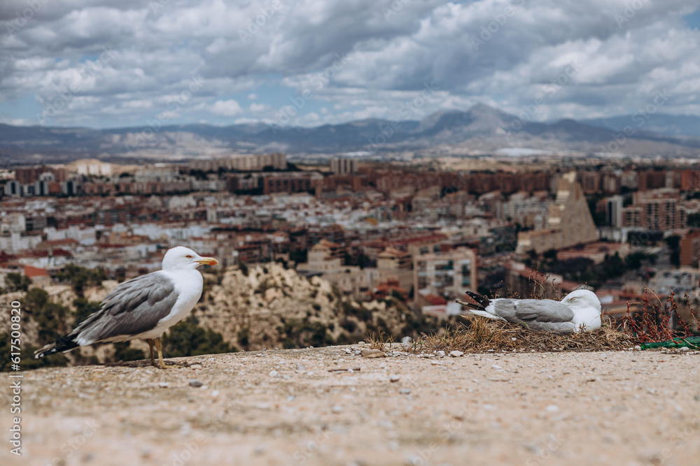 Fototapeta premium Seagulls pair with nest and eggs at the Harbour in the Mediterranean Sea from Santa Barbara Castle, Alicante. Sitting on the edge of Santa Barbara castle fort. Maternity and love concept