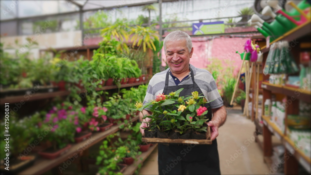Mature Man Carrying Plant Pots in Local Gardening Business Store Aisle with happy expression. Senior staff wearing apron walking with Flowers Mature Man Carrying Plant Pots in Local Gardening Business Store Aisle with happy expression. Senior staff wearing apron walking with Flowers