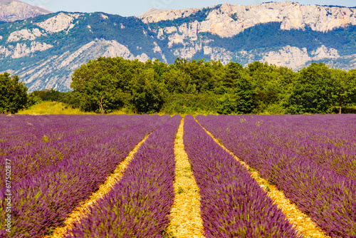 Provence landscape with lavender fields, France