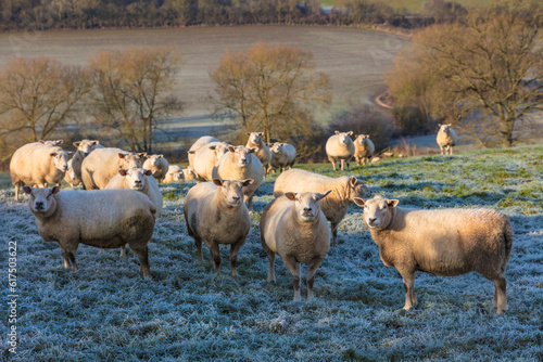 Sheep in a cold frosty winter farm field set in the English or British countryside