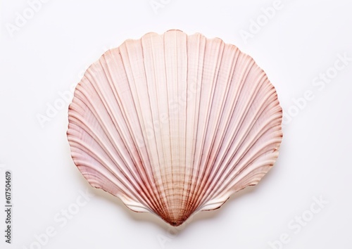 shell isolated on white, AI generative