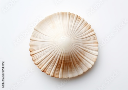 shell isolated on white, AI generative