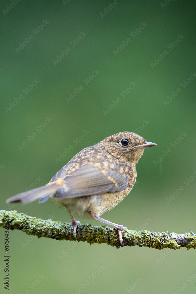 Naklejka premium Close up of a young Robin (Erithacus rubecula) on a branch with a natural green foliage background - Yorkshire, UK. Spring
