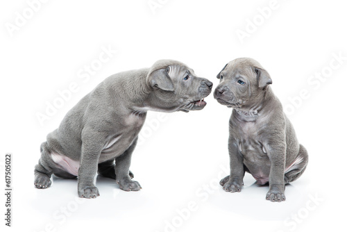 One month old thai ridgeback puppy dogs sitting. Isolated on white. Copy space. © Designpics