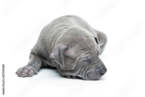 One month old thai ridgeback puppy dog sleeping. Isolated on white. Copy space.