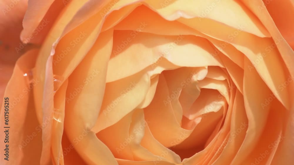 splendid bright orange aromatic rose background. extreme macro footage. sunny morning splendid bright orange aromatic rose background. extreme macro footage. sunny morning
