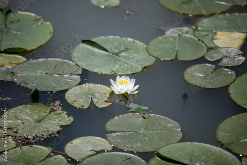 Some white flowers blooming on lily pads.