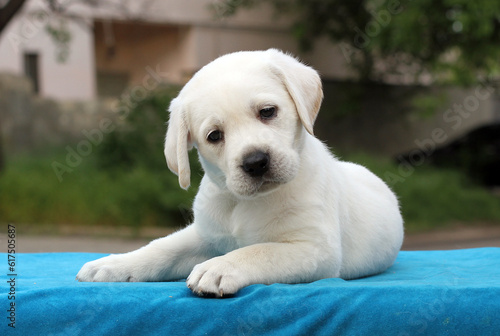 Fototapeta Naklejka Na Ścianę i Meble -  the little yellow labrador puppy sitting on blue background