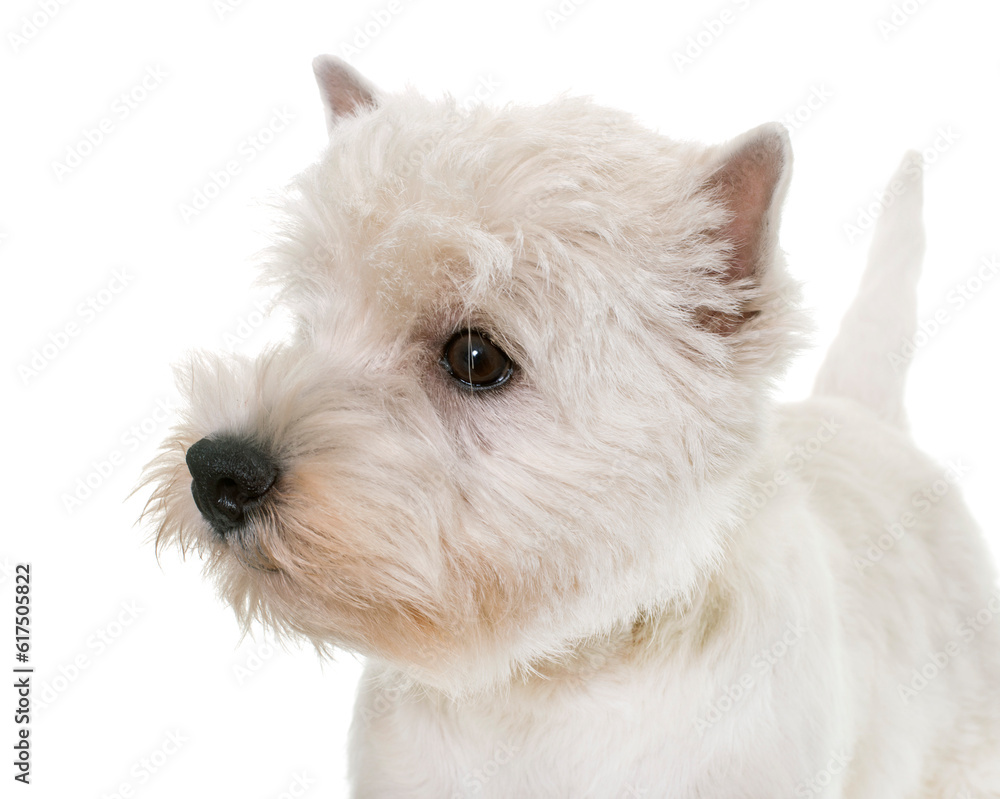 puppy west highland white terrier in studio puppy west highland white terrier in studio