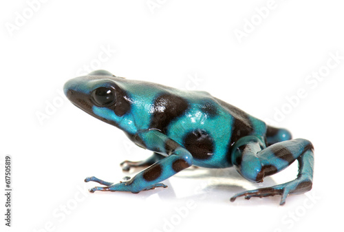 Dendrobates auratus celeste in front of white background