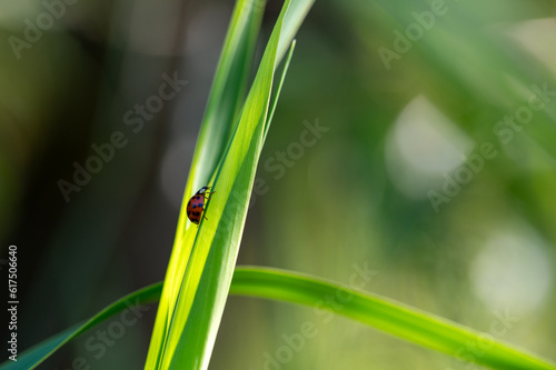 Ladybird on green leaf in nature