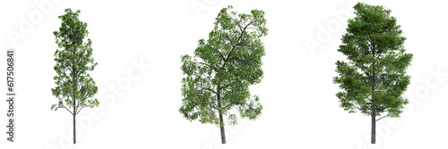 set of green trees isolated on transparent or white background