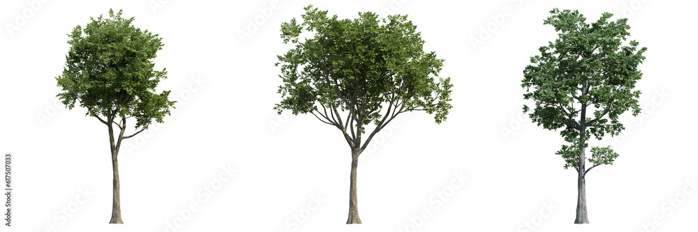 set of green trees isolated on transparent or white background set of green trees isolated on transparent or white background