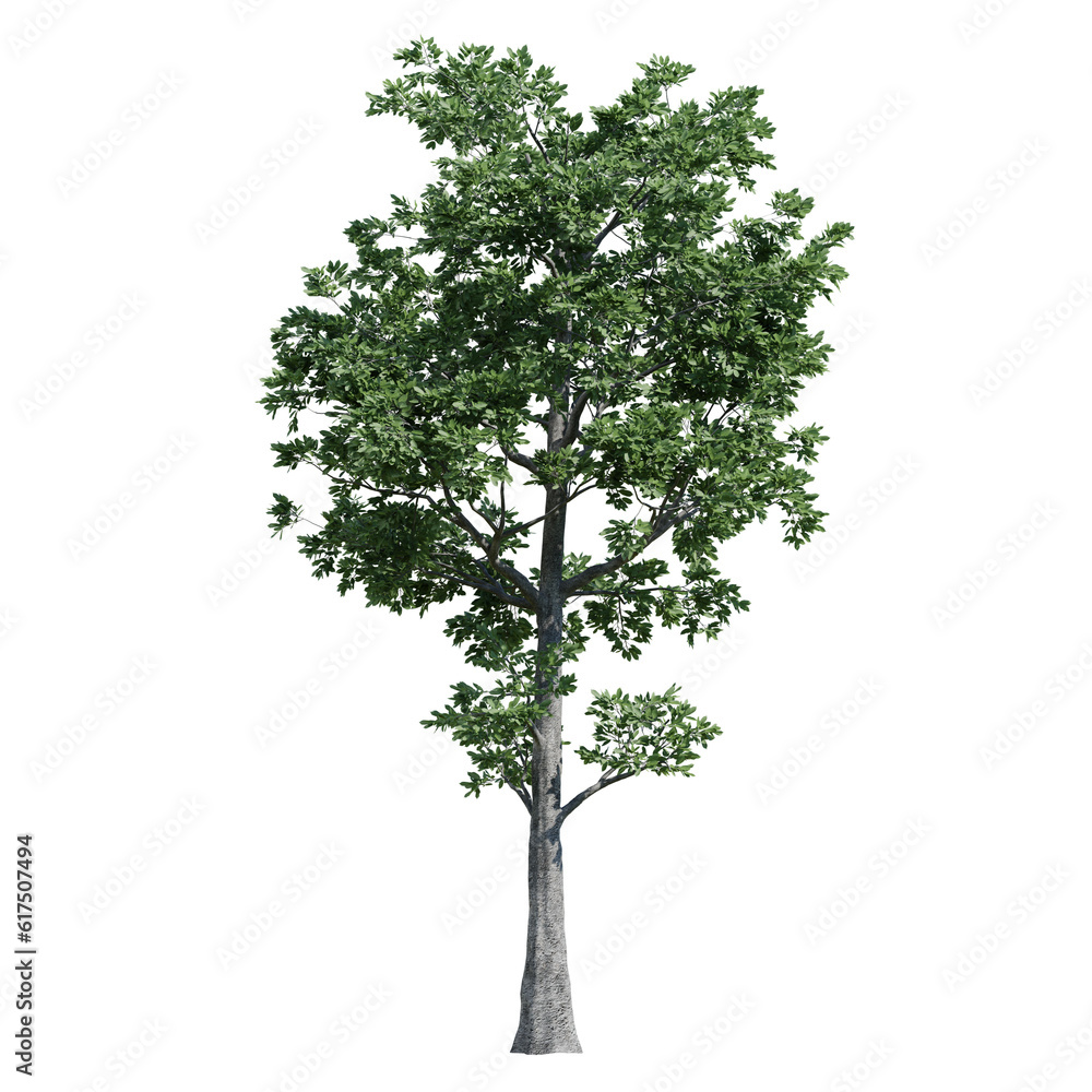 tree isolated on white background