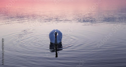 swans floating on the lake during sunset in spring, beautiful white swans feed during sunset on the lake photo