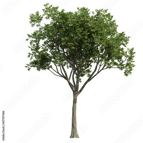 green tree isolated on transparent or white background © Gbor