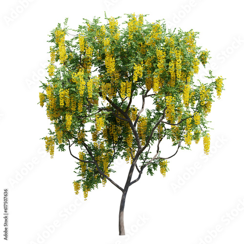 green tree with yellow flowers isolated on transparent or white background © Gbor