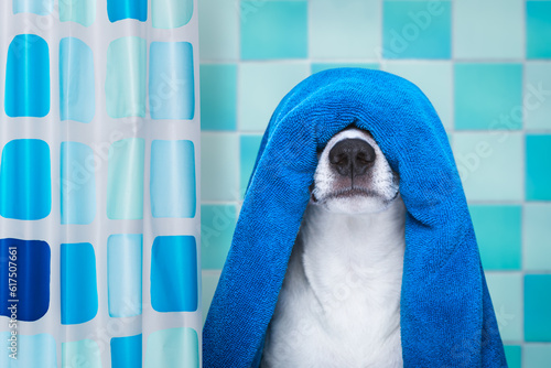 jack russell dog in a bathtub not so amused about that , with blue towel, behind shower curtain, having a spa or wellness treatment