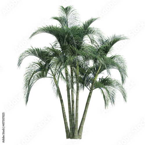 palm tree isolated on transparent or white background