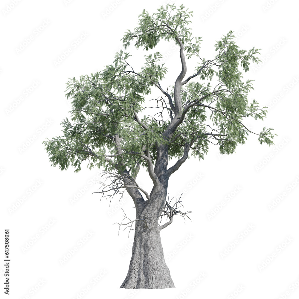 Obraz premium green tree isolated on transparent or white background