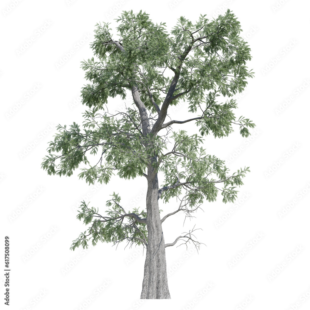 Obraz premium green tree isolated on transparent or white background