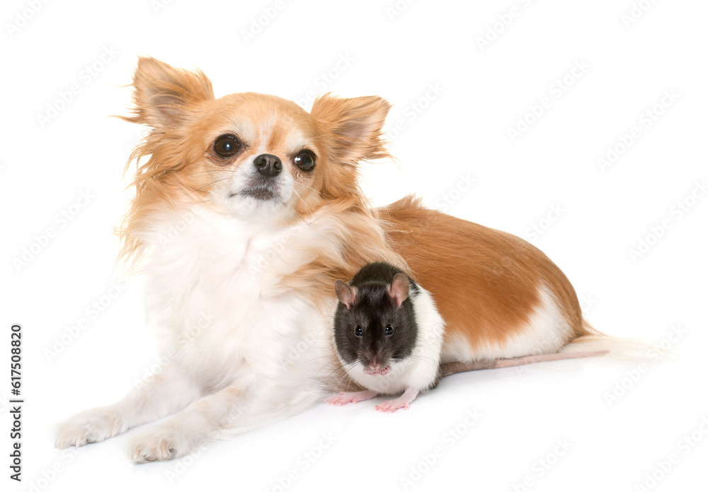 domestic rat and chihuahua in front of white background domestic rat and chihuahua in front of white background