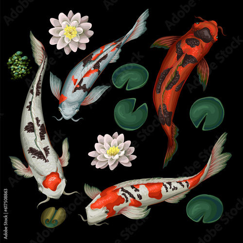 Koi fishes and lotus isolated. Vector.