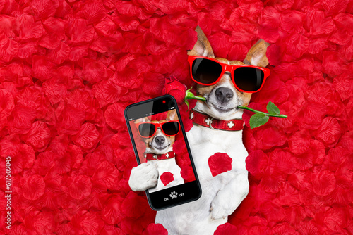 Jack russell  dog looking and staring at you in love  ,while lying on bed with valentines petal  as background, taking a selfie , rose in mouth © Designpics
