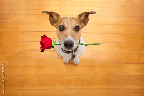 Jack russell dog in love on valentines day, rose in mouth, with sunglasses and cool gesture,isolated on wood background © Designpics