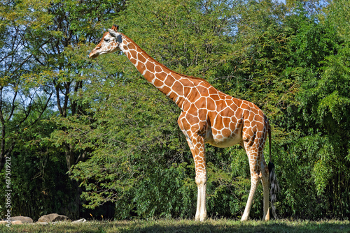 A Giraffe in natural habitat on a bright sunny day