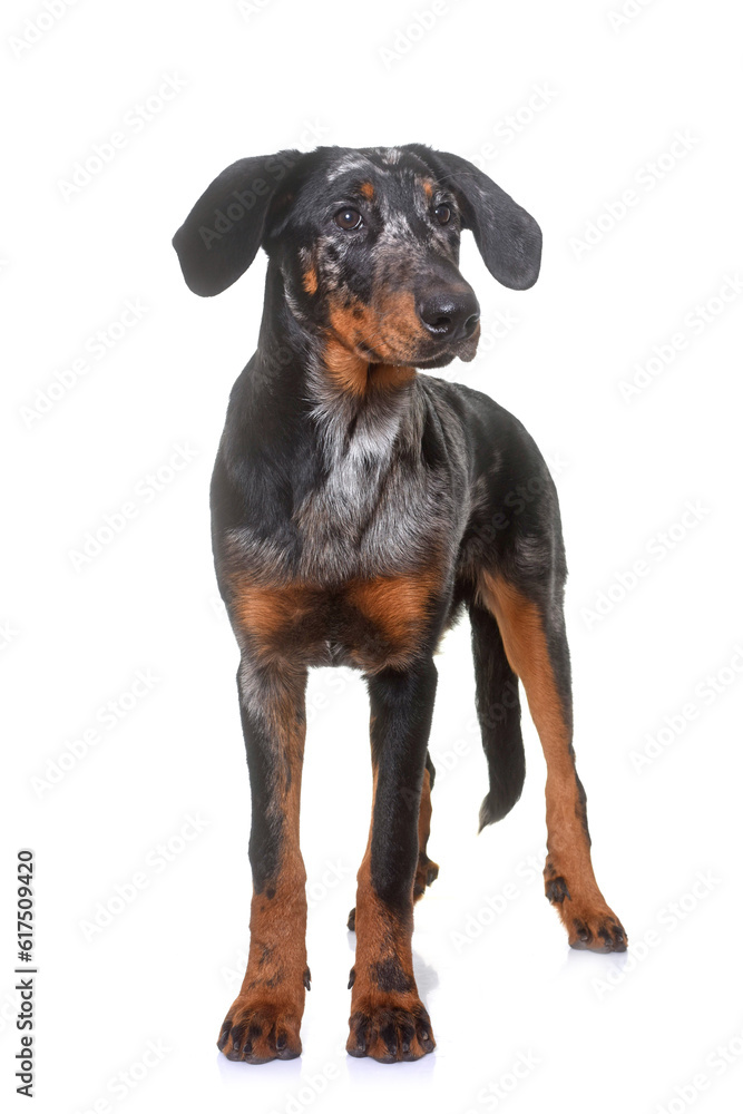 young beauceron in  front of white background