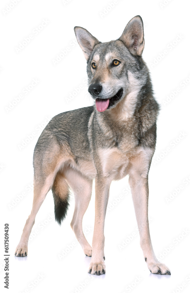 Obraz premium Saarloos wolfdog in front of white background