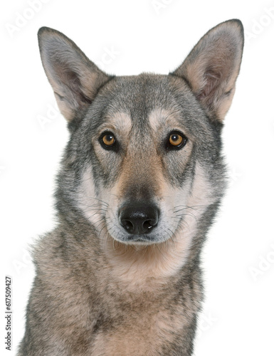 Saarloos wolfdog in front of white background
