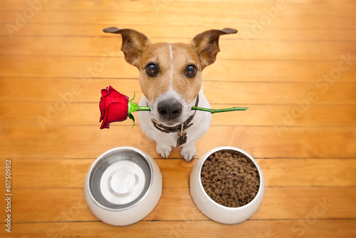 Jack russell dog in love on valentines day, rose in mouth, food and water bowls and cool gesture,isolated on wood background © Designpics