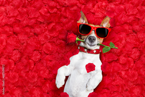 Jack russell dog lying in bed full of red  flower petals as background  , in love on valentines day, rose in mouth © Designpics