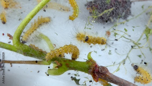 Weaving trees with cobwebs by larvae. Caterpillars of American white butterfly (Hyphantria cunea), moth fall webworm quarantine pest on leaves photo