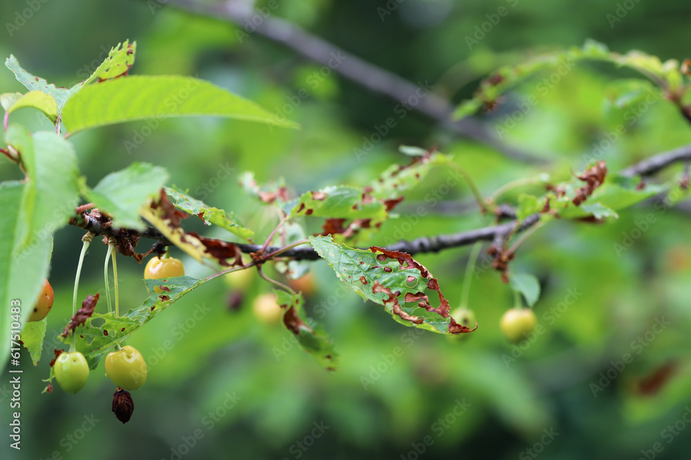 Symptoms of Shot Hole Disease in stone fruits (Prunus spp.) cherries. Causing by fungal plant pathogen Stigmina carpophila (syn. Wilsonomyces carpophilus). Symptoms of Shot Hole Disease in stone fruits (Prunus spp.) cherries. Causing by fungal plant pathogen Stigmina carpophila (syn. Wilsonomyces carpophilus).